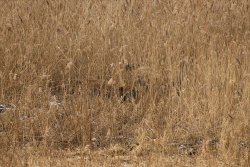 Wildschweine im Schilf sind nur schwer zu erkennen.