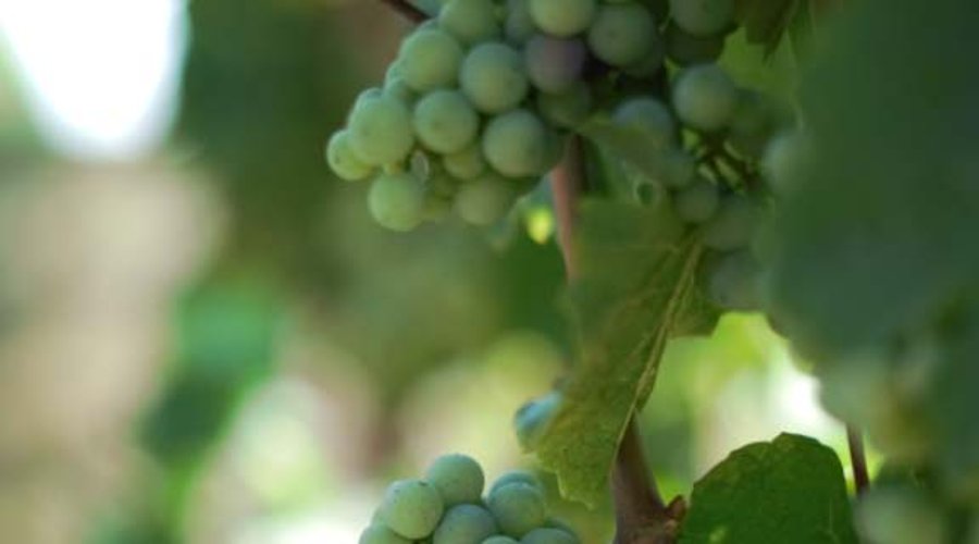 Weinreben mit grünen Trauben