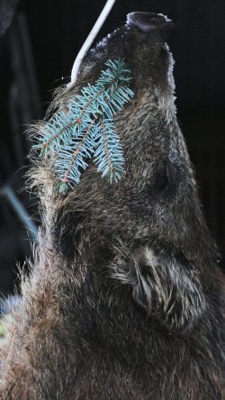 Wildschweinjagd im Winter mit Tom von Jäger TV Erlegter Frischling auf der Wildschweinjagd im Winter