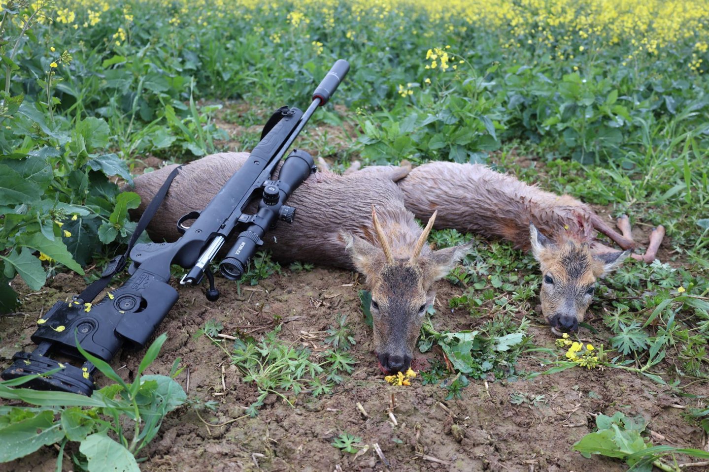 Anschütz 1782 GRS Bifrost im jagdlichen Test: Der Lauf schießt, der Schaft trifft Zwei erlegte Rehböcke.