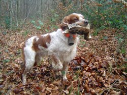 Benelli Beccaccia Supreme: Flinte für die Pirschjagd Jagdhund mit Schnepfe