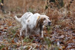 Doppelflinte FAUSTI Dea SL "Dedicata alla Regina" für die Jagd Schnepfenjagd in Italien mit der Doppelflinte FAUSTI Dea SL