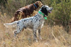 Auf der Jagd mit Vorderlader-Doppelflinte von Pedersoli Hunde im Wald