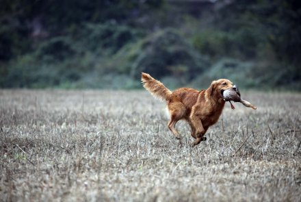 Benelli Advanced Impact: Bahnbrechende Technologie im Bereich von Läufen und Chokes − besonders für Stahlschrot Benelli Advanced Impact: Bahnbrechende Technologie im Bereich von Läufen und Chokes − besonders für Stahlschrot