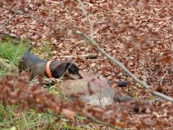 Dackel und erlegter Frischling