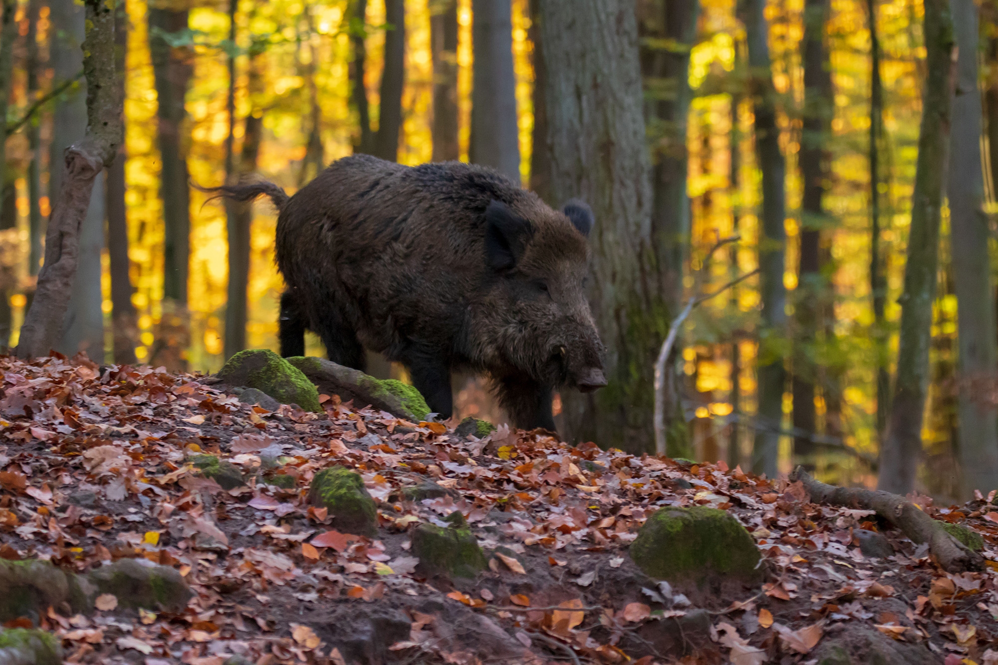 drückjagd: Eine unvergessliche Drückjagd im Herzen Deutschlands – wollen Sie bei der nächsten K&K-Jagd dabei sein? drückjagd: Eine unvergessliche Drückjagd im Herzen Deutschlands – wollen Sie bei der nächsten K&K-Jagd dabei sein?