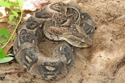 Majestätisch und trügerisch reglos liegt die Puffotter (Bitis arietans) im trockenen Laub