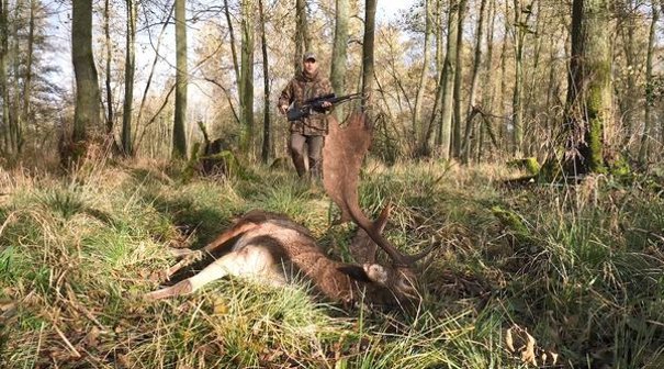 Jäger nimmt erlegten Damhirsch in Besitz