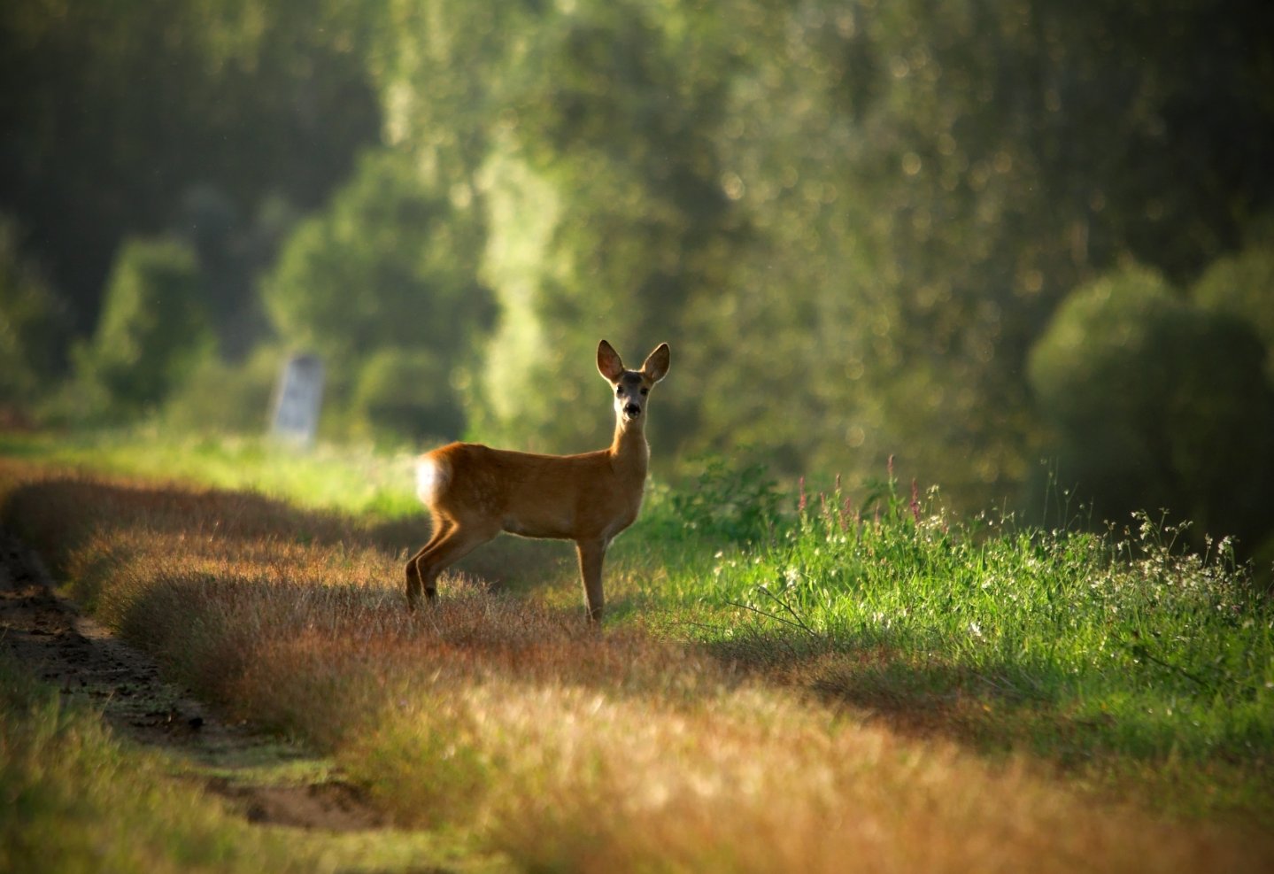 Wie gefährlich ist Blei im Wildbret? Wie gefährlich ist Blei im Wildbret?