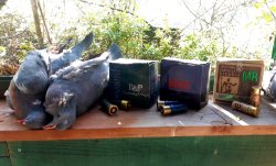 Erlegte Waldtauben neben den Packungen der Baschieri & Pellagri MB Gigante, MB Extra Fiber und Balistite 34