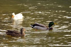 Bleibelastung in Wildfleisch durch Munition – die Schlussfolgerungen der ECHA sind nicht korrekt. Hier kommen die 3 wichtigsten Argumente, was falsch daran ist Enten auf einem Gewässer.