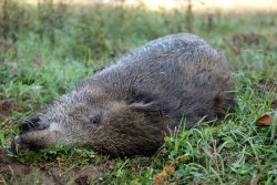 Bleibelastung in Wildfleisch durch Munition – die Schlussfolgerungen der ECHA sind nicht korrekt. Hier kommen die 3 wichtigsten Argumente, was falsch daran ist Erlegtes Stück Schwarzwild.
