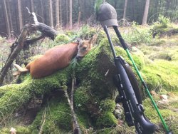 Bockjagd in der Blattzeit: bleifreie Munition RWS HIT im Test Erlegter Knopfbock aufgebockt.