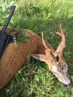 Bockjagd in der Blattzeit: bleifreie Munition RWS HIT im Test Erlegtes Reh mit Blatter