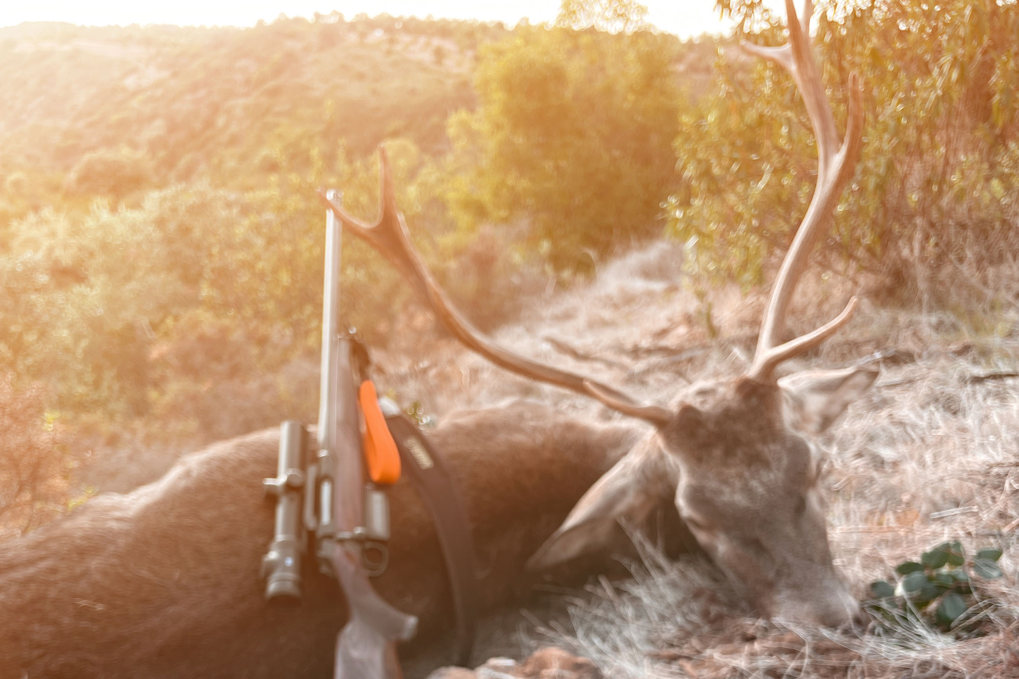 rws-munition: Monteria – Drückjagd auf Spanisch: Blick auf eine traditionelle andalusische Jagd mit erfolgreichem Einsatz der RWS Driven Hunt Munition