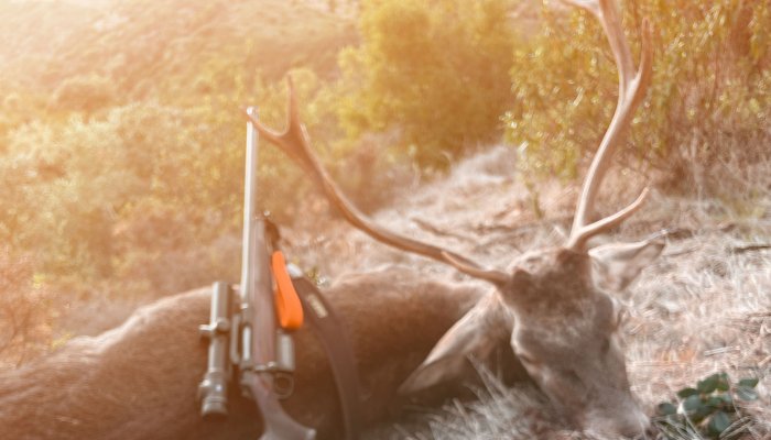 rws-munition: Monteria – Drückjagd auf Spanisch: Blick auf eine traditionelle andalusische Jagd mit erfolgreichem Einsatz der RWS Driven Hunt Munition
