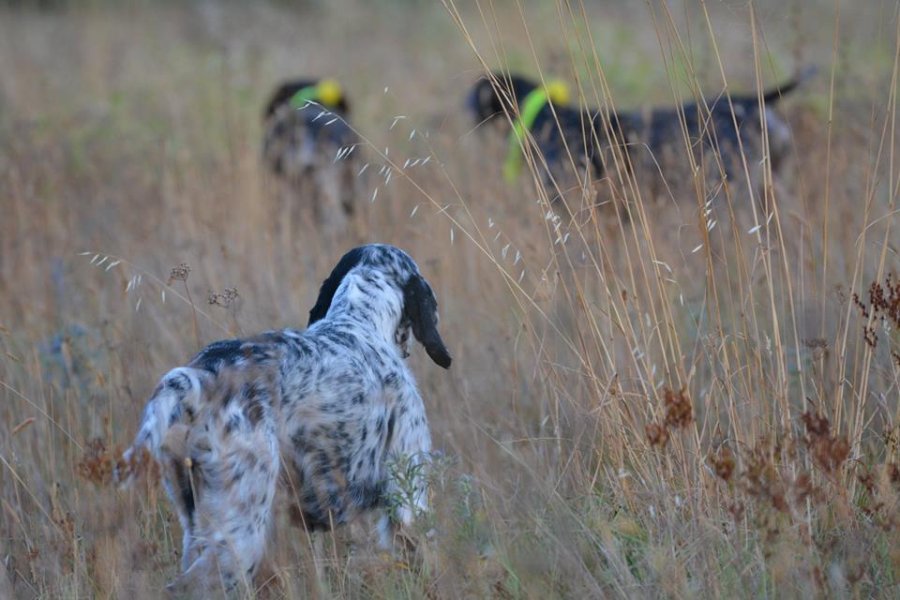 Fiocchi Nova Bior, GFL and PL2 hunting shotshells Fiocchi offers the Nova Bior, GFL and PL2 hunting shotshells in 12-gauge and 20-gauge variants for quail hunting