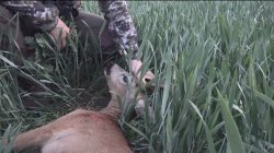 Praxistest: GECO Express Jagdmunition in .223 Rem. Praxistest: GECO Express Jagdmunition in .223 Rem.