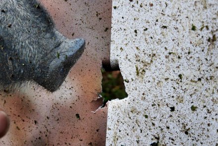 Geschossablenkung: Auswirkung von vier üblichen Hindernissen beim Einsatz von Blei- und bleifreier Munition Geschossablenkung: Auswirkung von vier üblichen Hindernissen beim Einsatz von Blei- und bleifreier Munition
