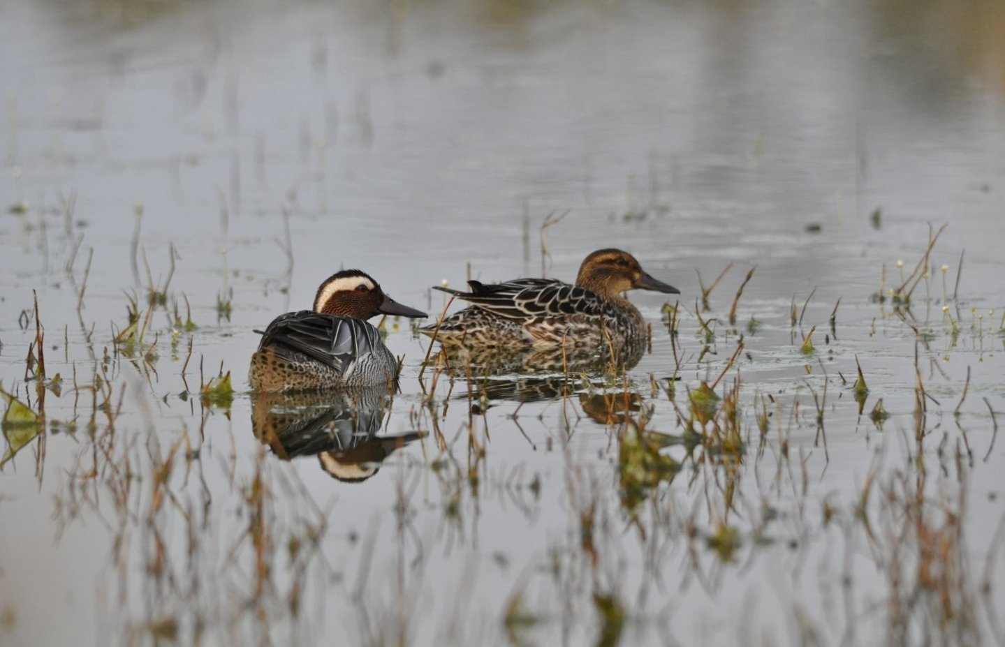 ECHA-Daten zu Bleikonzentration in Wild durch Munition sind verzerrt.