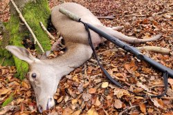 RWS DRIVEN und DRIVEN HUNT Short Rifle − wie funktioniert das für die Drückjagd optimierte bleifreie Büchsengeschoss und was kann es in der Praxis? Die Rotwild-Tier wurde mit einem RWS DRIVEN HUNT in .308 Winchester erlegt.