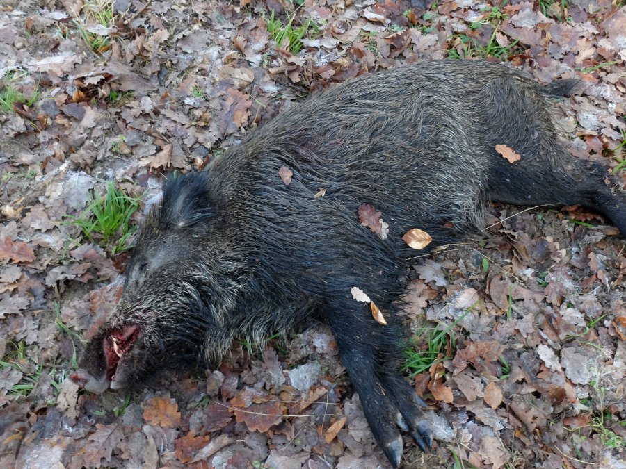 RWS HIT-Geschoss: bleifreie Büchsenpatronen im Praxistest RWS HIT für die Drückjagd