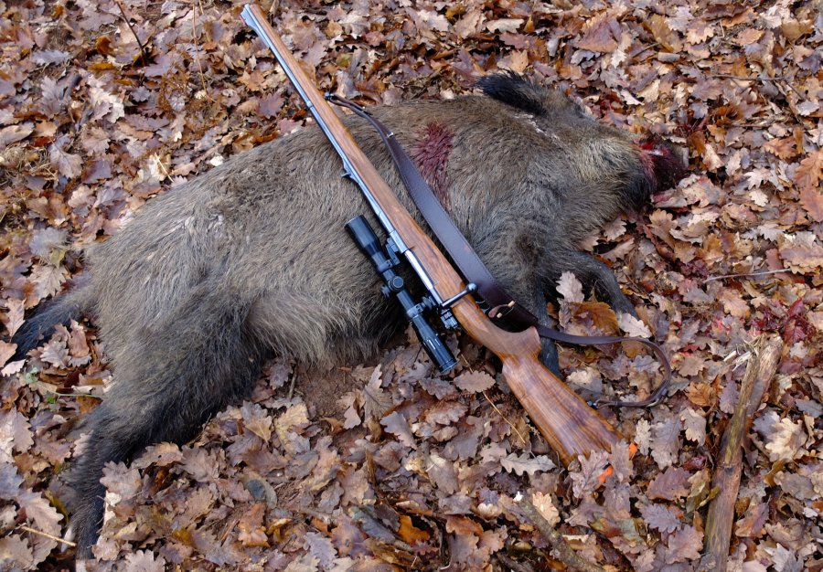 RWS HIT-Geschoss: bleifreie Büchsenpatronen im Praxistest RWS HIT-Geschoss für die Jagd auf Schwarzwild