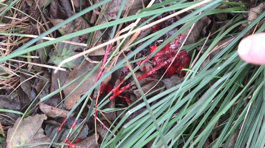 Praxistest: RWS SPEED TIP Pro Jagdmunition in .308 Win. Deutliche Schweißfährte mit Lungenstücken am Anschussplatz