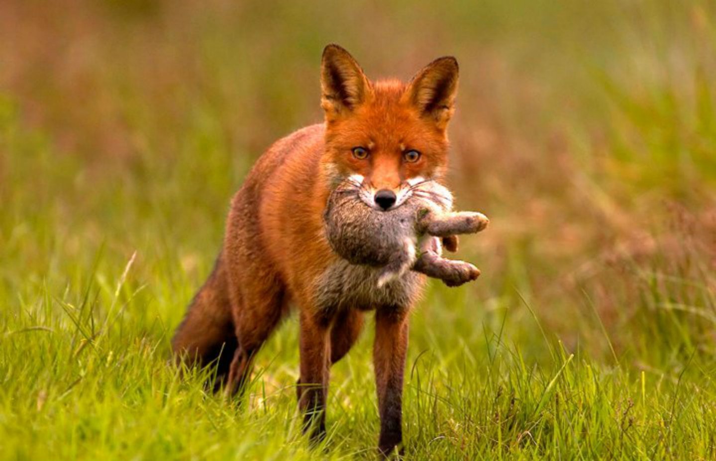 Fuchs mit Beute