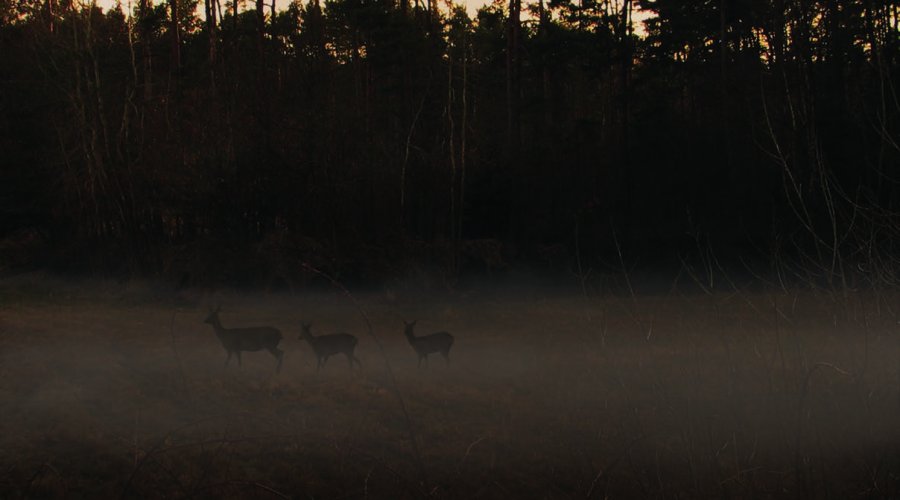 Der Klassiker: das Minox HG 8x56 Der Klassiker: das Minox HG 8x56