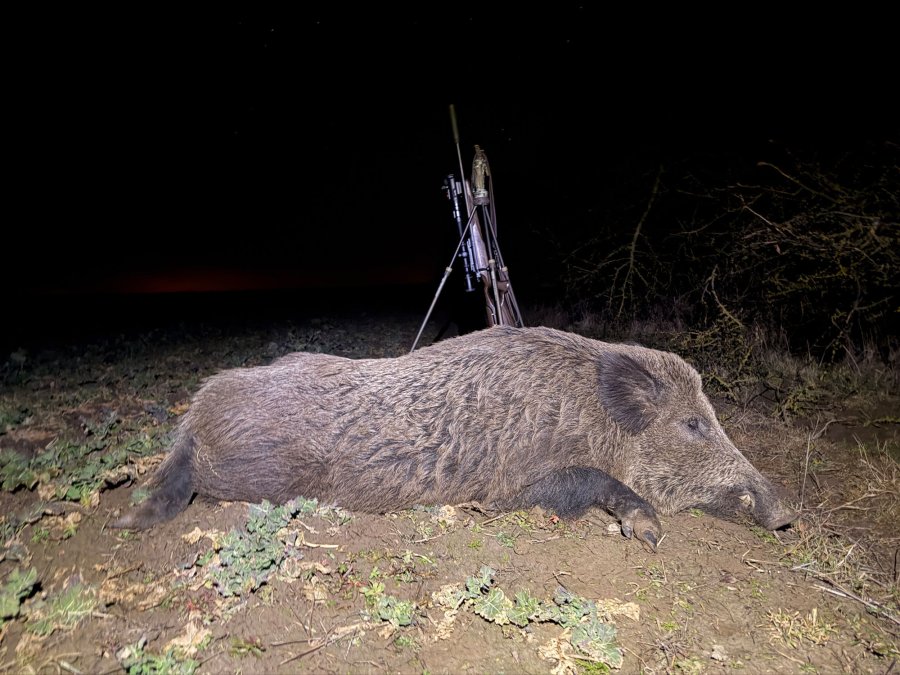Jagderfolg mit der Mauser M12 Max im Kaliber 30-06