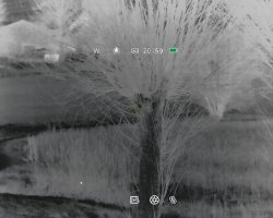 InfiRay MATE MAH50 Wärmebildvorsatzgerät: Nachtjäger im Test Äste am Baum im Blick durch das InfiRay MATE MAH50.