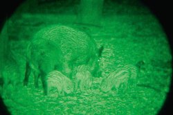 Mit Nachtzielgeräten gegen eingeschränkte Sicht Nachtsichtaufnahme einer Wildschweinbache mit Frischlingen, fotografiert durch einen Jahnke DJ-8 NSV.