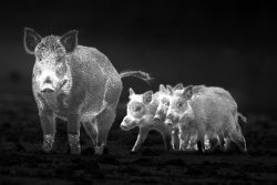 Kahles wertet seine Handheld-Wärmebildgeräte aus der Helia-Reihe TI mittels hochauflösenden Sensoren der neuesten Generation zum TI 18+ und TI 35+ auf Währen das Kahles Helia TI 18+ über ein deutlich größeres Sehfeld verfügt zum raschen Detektieren von Wärmequellen besitzt, bietet das TI 35+ eine deutlich höhere Auflösung zur Detailerkennung.