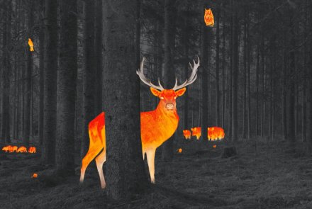 Die neue Wärmebildkamera-Baureihe ZEISS DTI 6 − flexible High-End-Lösung für die Jagd im freien Feld und im Wald Die neue Wärmebildkamera-Baureihe ZEISS DTI 6 − flexible High-End-Lösung für die Jagd im freien Feld und im Wald