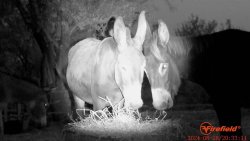 Firefield Hexcore HD 1-3x: Digitales Nachtsichtfernglas – der Preis-Leistung-Hammer? IR-Strahler des Firefield Hexcore HD 1-3x beleuchtet Esel.