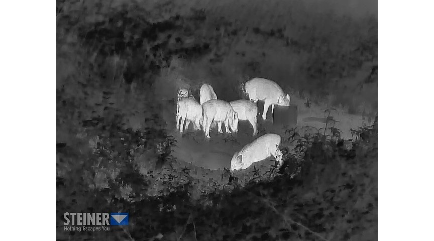 White Hot beim Steiner Nighthunter H35.
