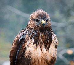 Steiner SkyHawk 4.0: das neue Fernglas für Naturbeobachtung Steiner-Skyhawk-4-0-Fernglas-Naturbeobachtung-Optik-Falke-Nahaufnahme.JPG