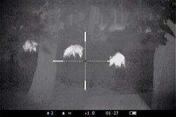 Wärmebild-Zielfernrohr Pulsar Apex XD38: Wildschweinjagd Das Zielfernrohr Pulsar Apex XD38 im Einsatz bei der Wildschweinjagd