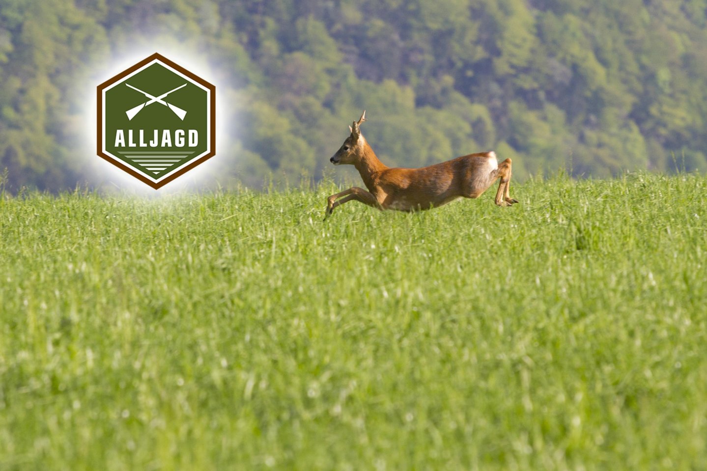 Mit ALLJAGD durch die Blattjagd Rehbock zur Blattjagd auf Wiese mit ALLJAGD-Logo
