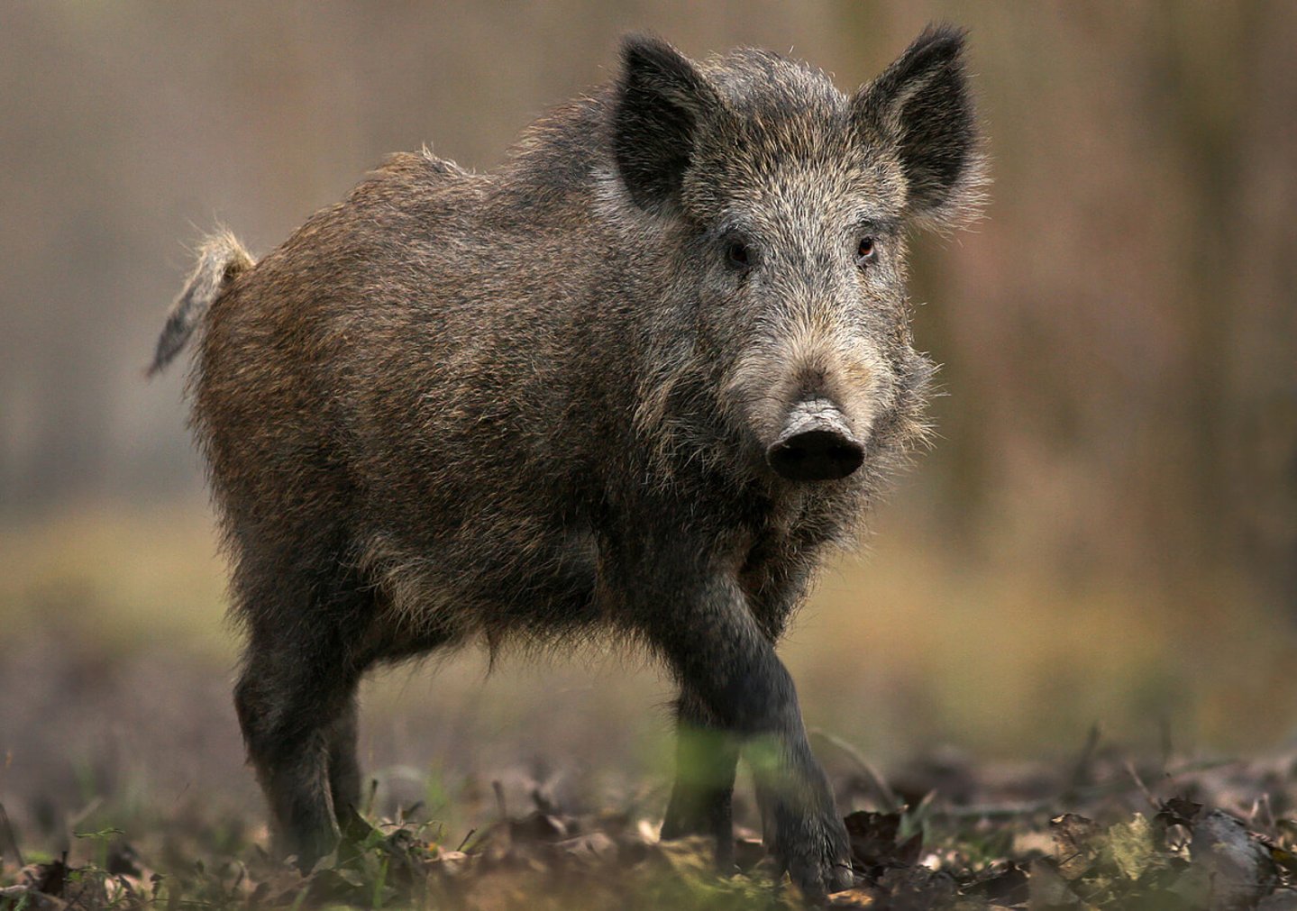 Wildschwein auf der Drückjagd in Deutschland