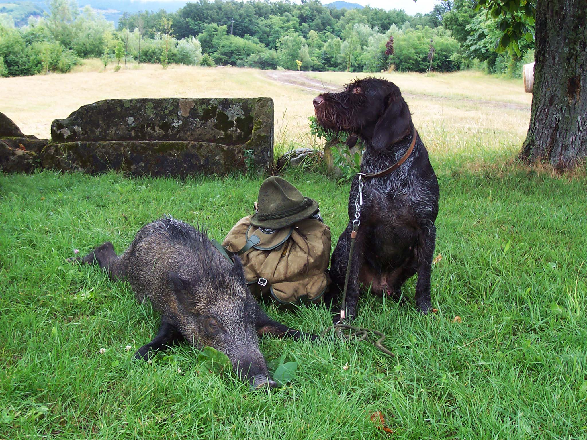 jagd-news: Beliebter Jagdhund: Deutsch-Drahthaar