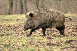 DJV stellt Strafanzeige gegen PETA Wildschwein im Wald