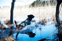 DOGTECH Protector Retriever DOGTECH Protector Retriever