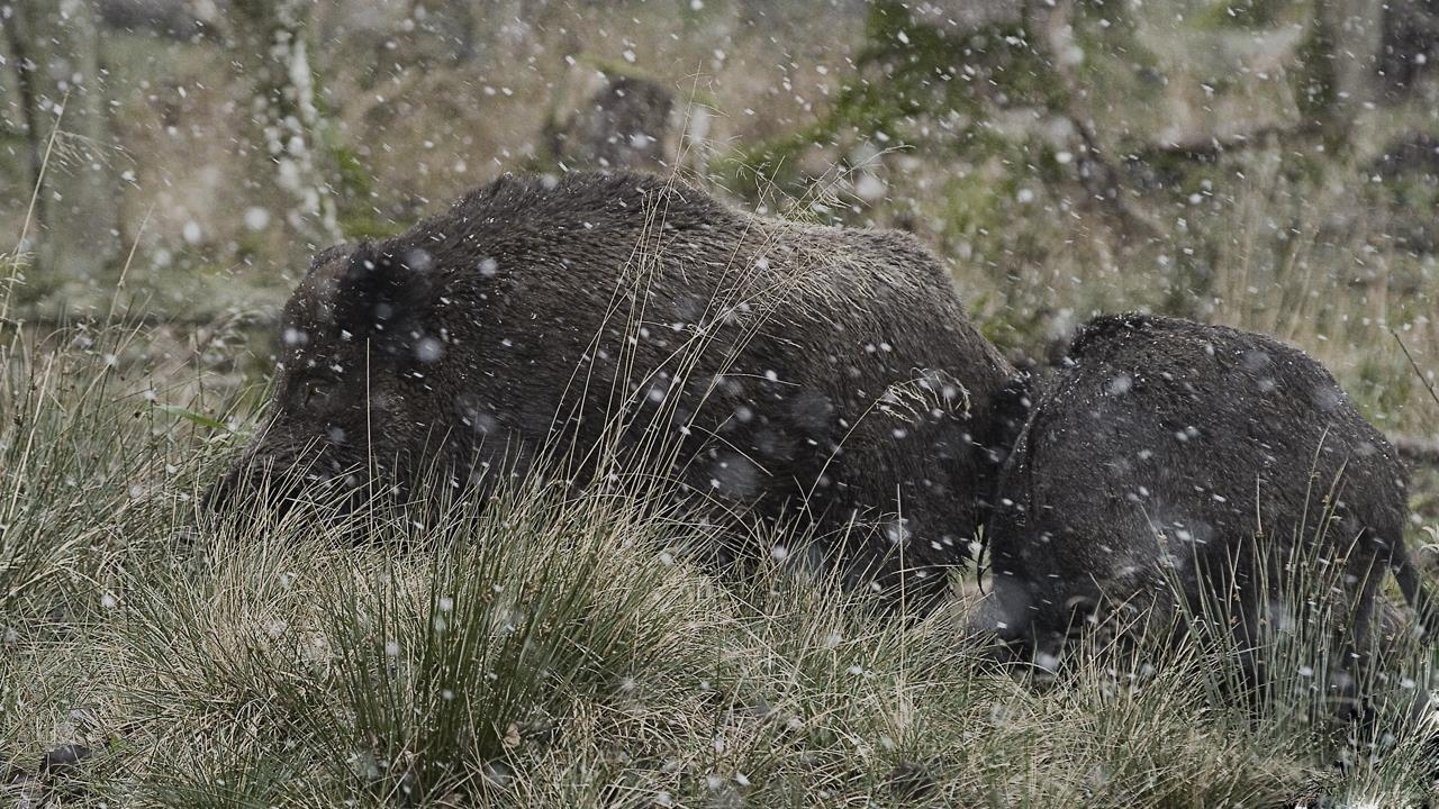 Dürreperiode 2018: Unsere Sauen brauchen dringend Wasser! schwarzwild-min.jpg