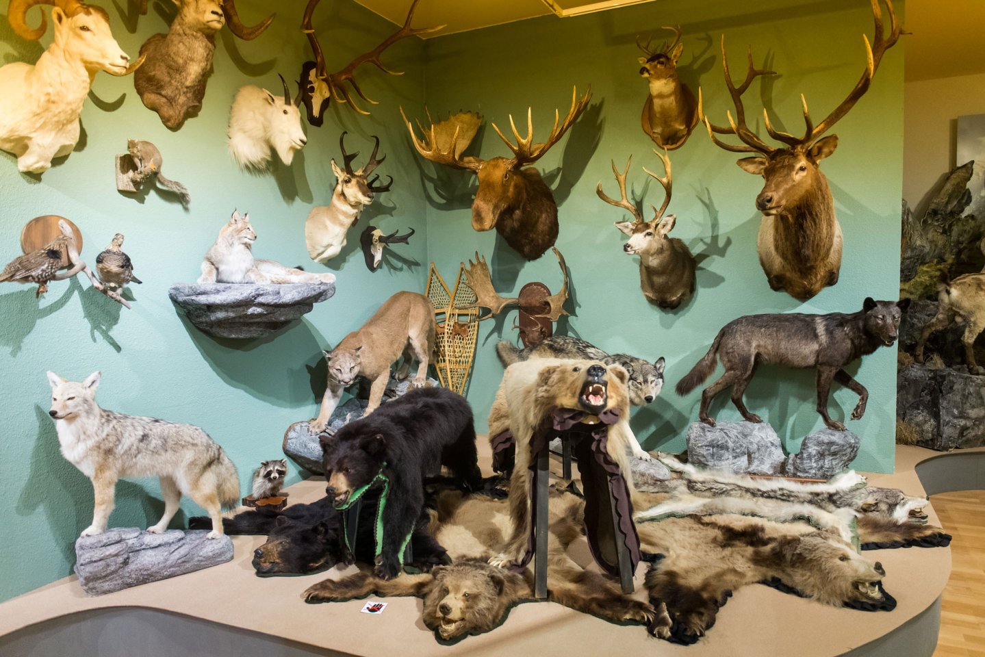 Kulturerbe Jagd: Das finnische Jagdmuseum in Riihimäki Bären and Wölfe im finnischen Jagdmuseum