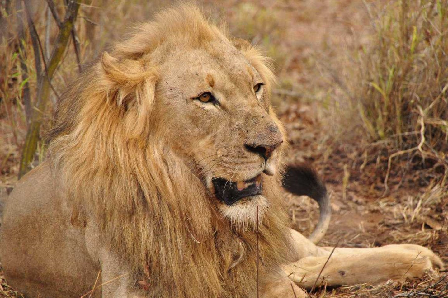 Transportverbot für Jagdtrophäen: Transportverbot für Jagdtrophäen: