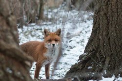 Auf zur Fuchsjagd im Januar Fuchs im Schnee hinter Bäumen