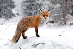 Auf zur Fuchsjagd im Winter Fuchs im Schnee