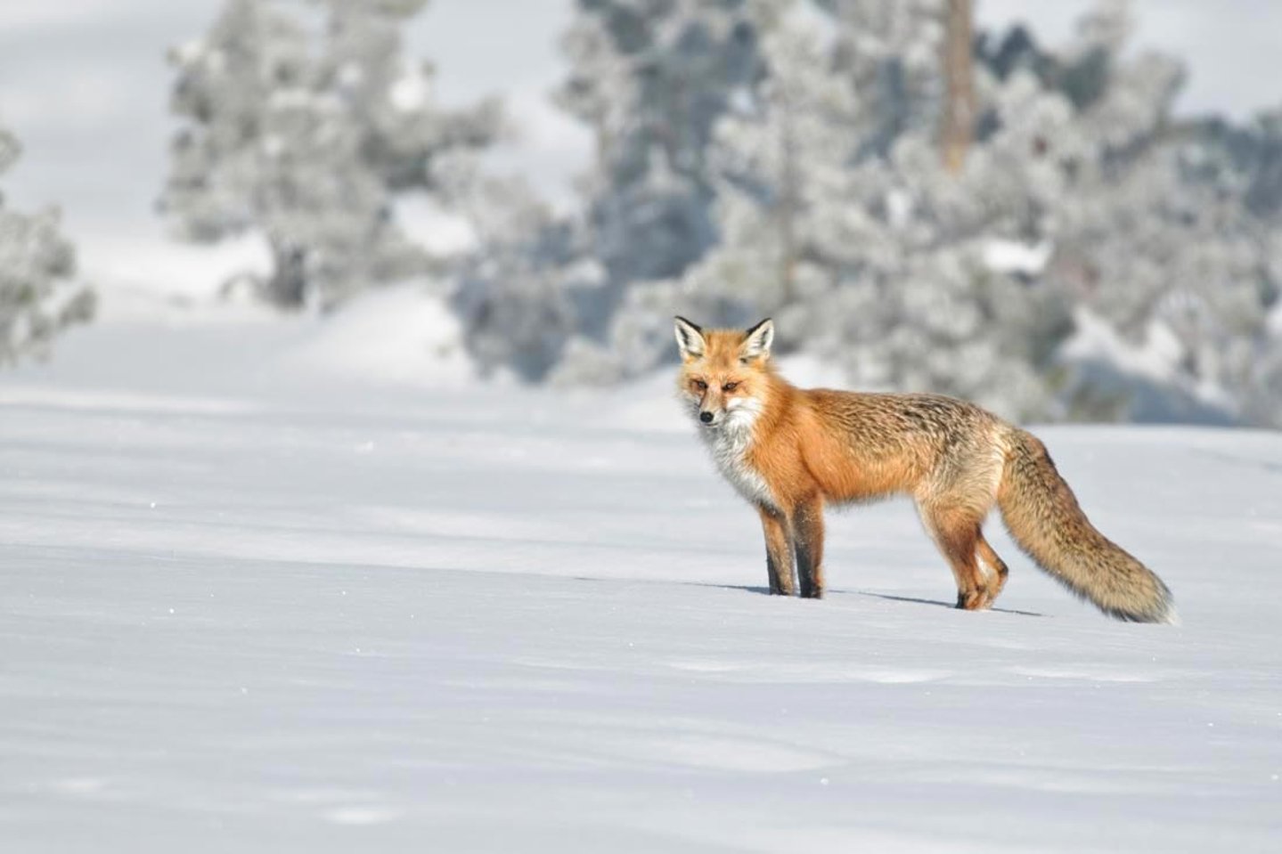 Auf zur Fuchsjagd im Winter Fuchs im Winterfeld